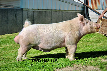 Twisted Tea